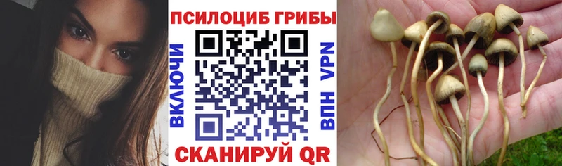 Псилоцибиновые грибы Cubensis  Чкаловск 